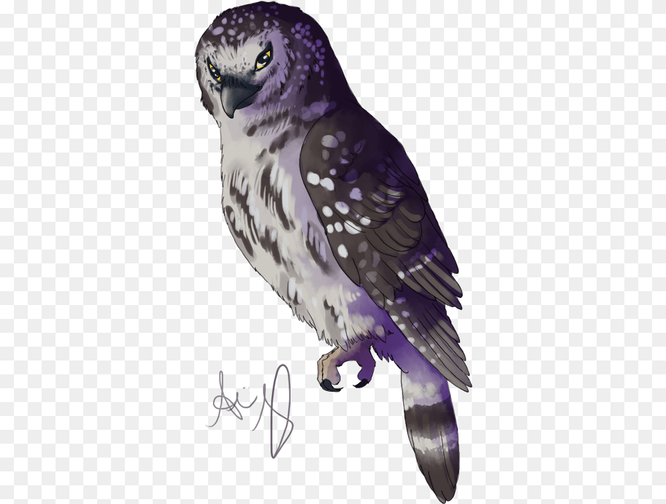 Boreal Owl Doodle Northern Harrier, Animal, Person, Bird, Hawk Png