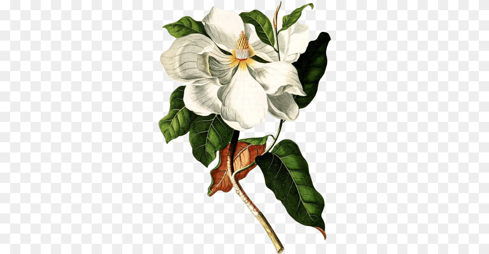 Boris Vian L Ecume Des Jours, Flower, Leaf, Plant, Art Png Image