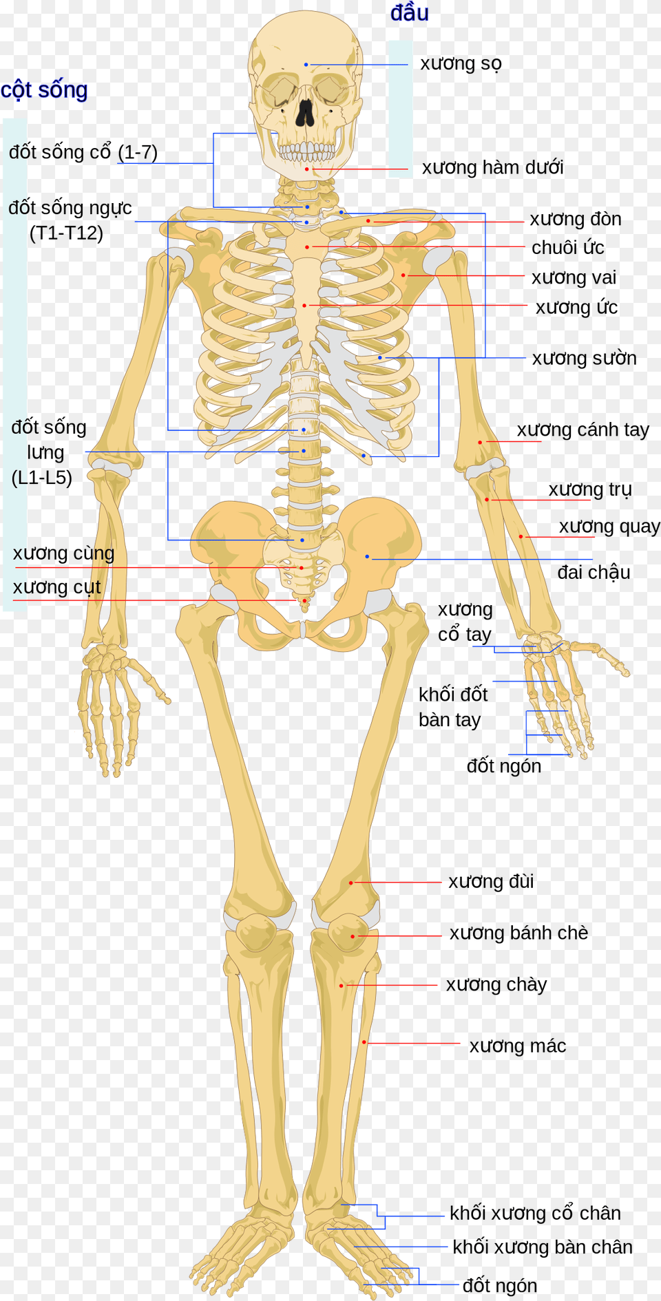 Born Of Human Body, Skeleton, Adult, Female, Person Free Png Download