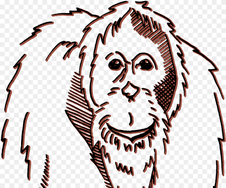 Bornean Orang By Liza Sansous Illustration, Adult, Person, Man, Male Free Transparent Png