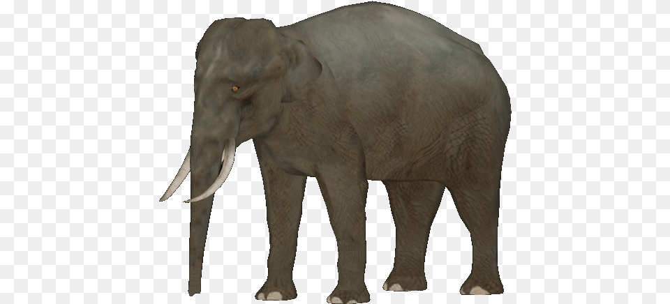 Bornean Pygmy Elephant Borneo Pygmy Elephant, Animal, Mammal, Wildlife Free Png Download