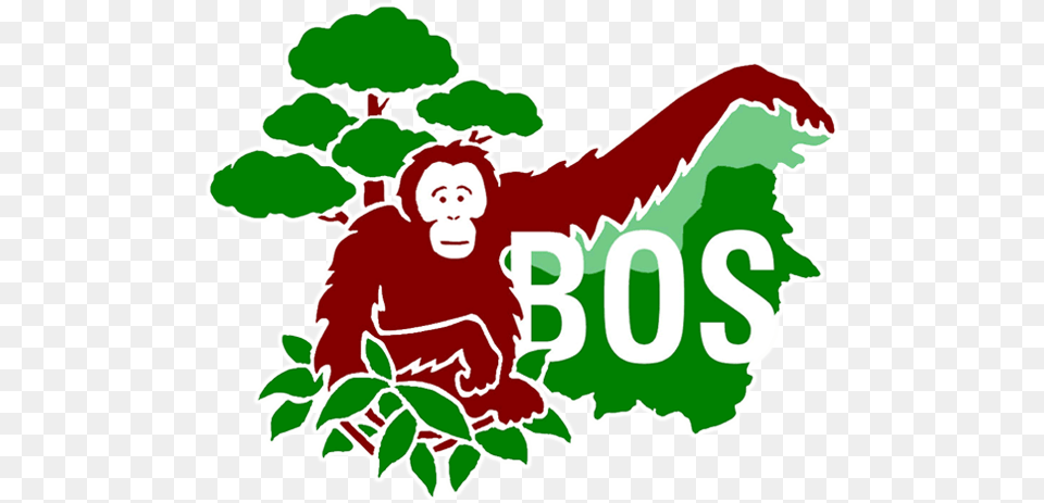 Borneo Orangutan Survival Foundation, Person, Baby, Animal, Mammal Free Transparent Png
