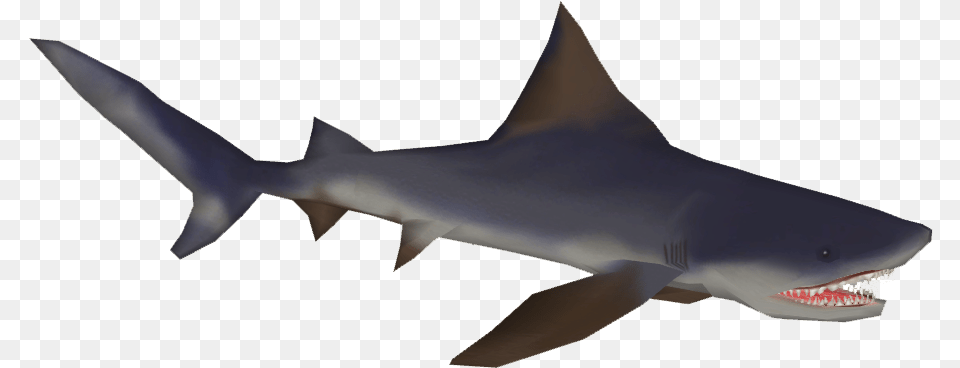 Borneo Shark Wiki, Animal, Fish, Sea Life Free Transparent Png