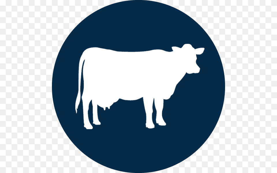 Boss Tools Icons Cows Cattle, Animal, Livestock, Mammal, Cow Free Png