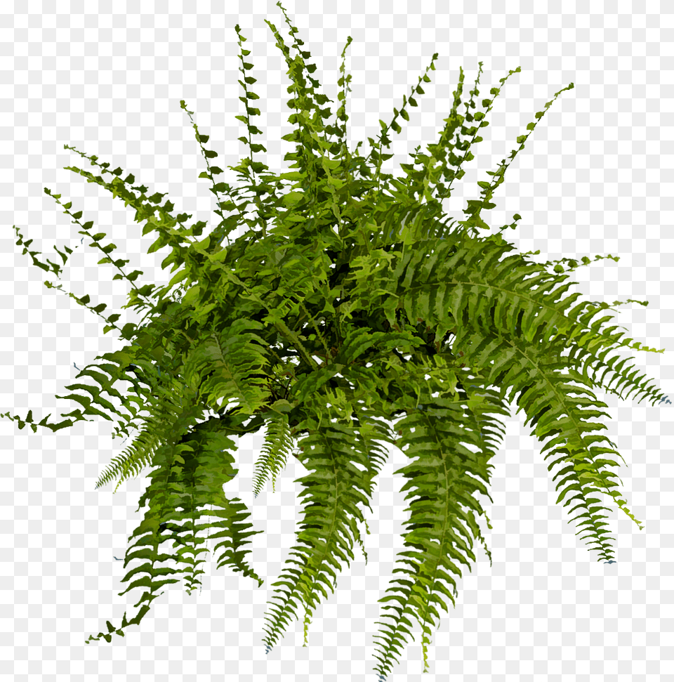 Boston Fern, Plant Free Png Download