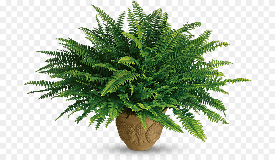 Boston Fern Plant, Potted Plant Free Png Download