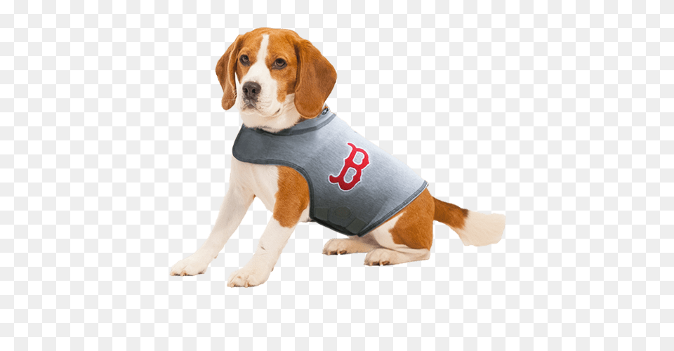 Boston Red Sox Dog Shirt, Animal, Canine, Hound, Mammal Free Png