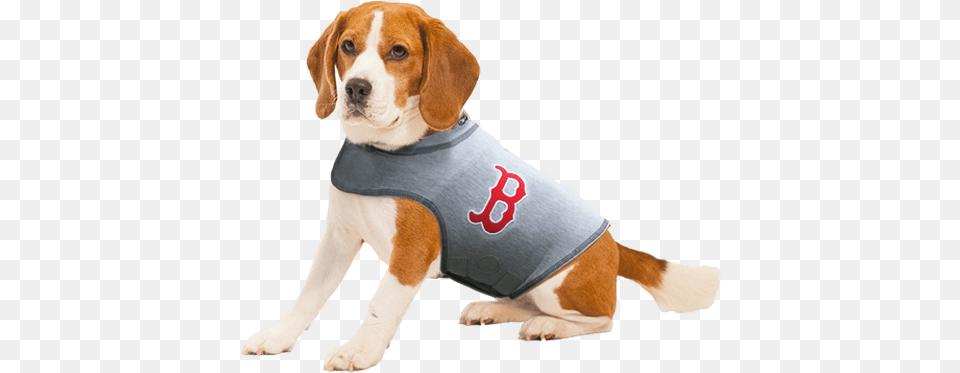 Boston Red Sox Dog Shirt Thundershirt Dog, Animal, Canine, Hound, Mammal Png Image