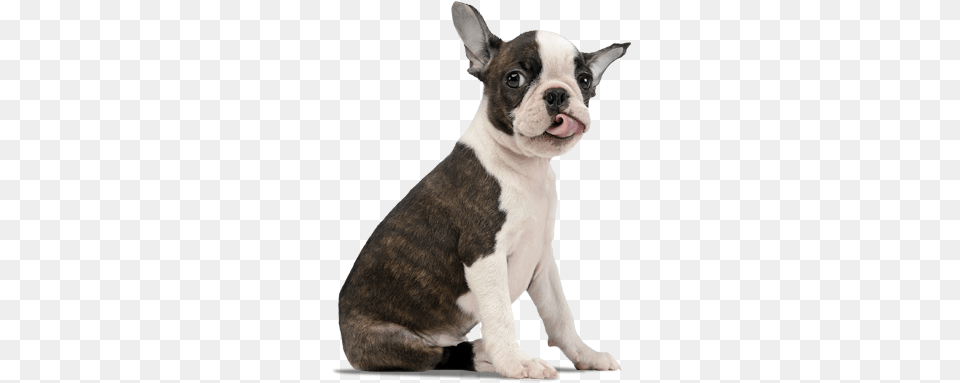 Boston Terrier, Animal, Bulldog, Canine, Dog Png Image