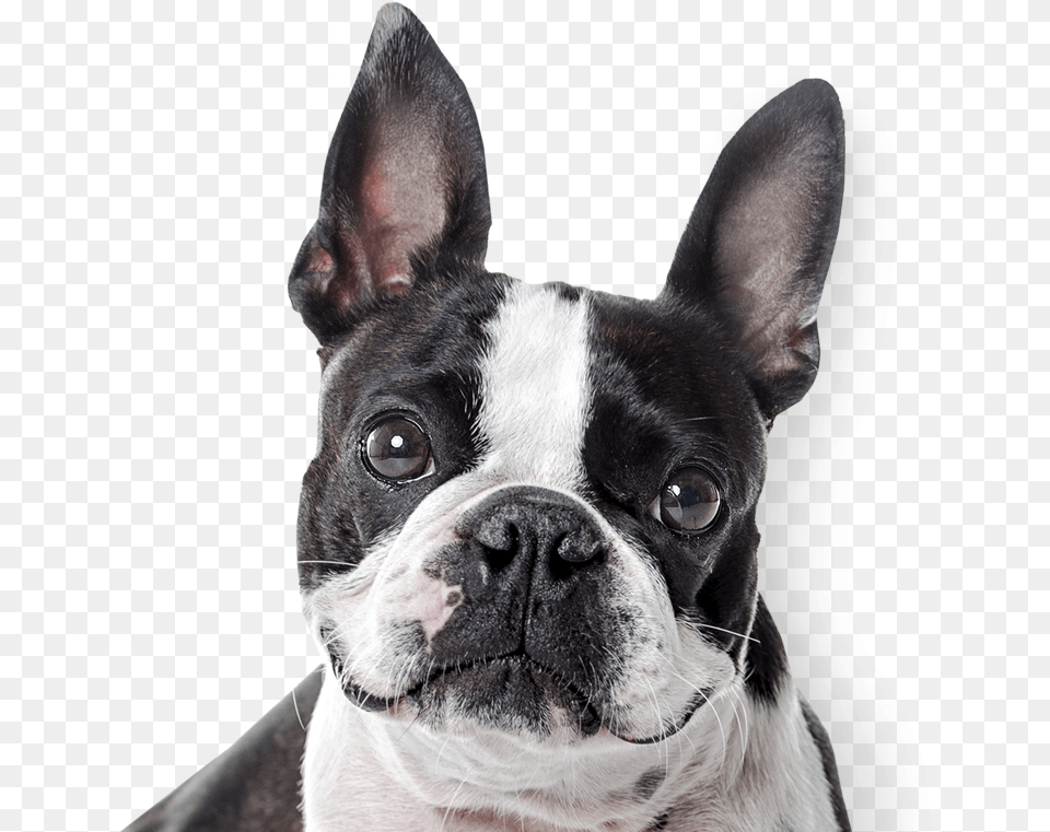 Boston Terrier Boston Terrier Nose, Animal, Bulldog, Canine, Dog Free Png Download
