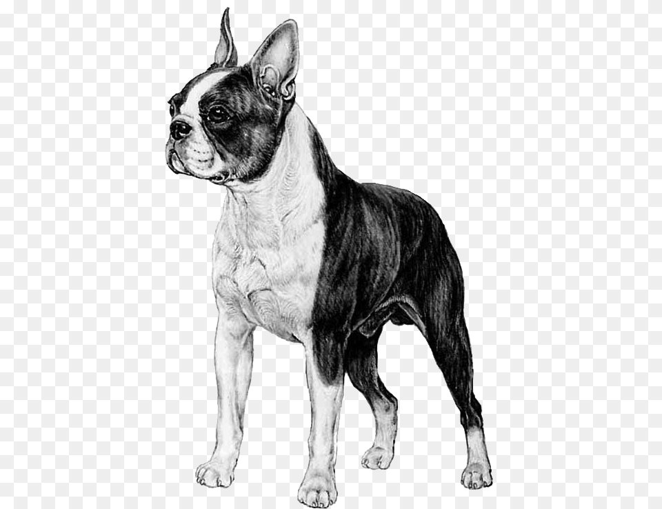 Boston Terrier Boston Terrier Animal, Bulldog, Canine, Dog Free Transparent Png