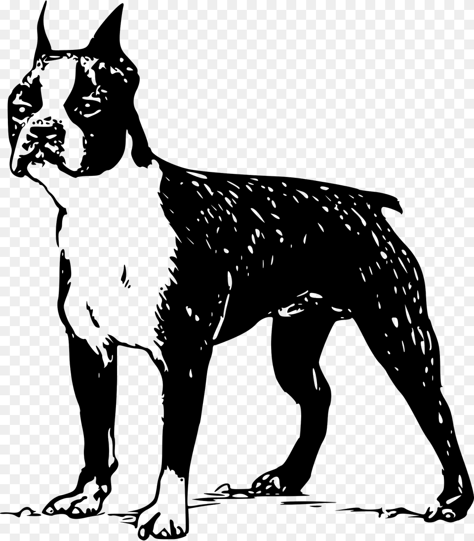 Boston Terrier Clipart, Pet, Mammal, Dog, Canine Free Transparent Png