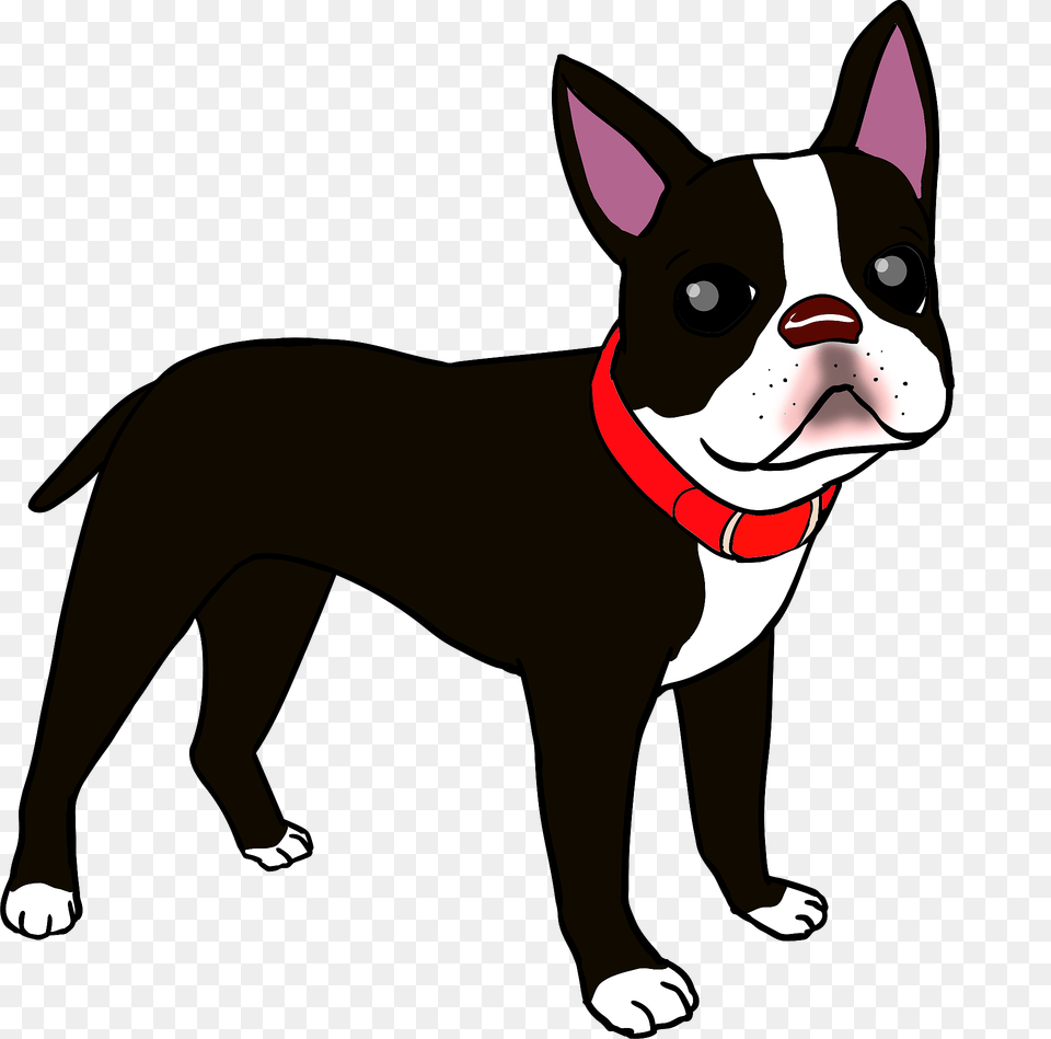 Boston Terrier Dog Clipart, Animal, Boston Bull, Bulldog, Canine Png Image