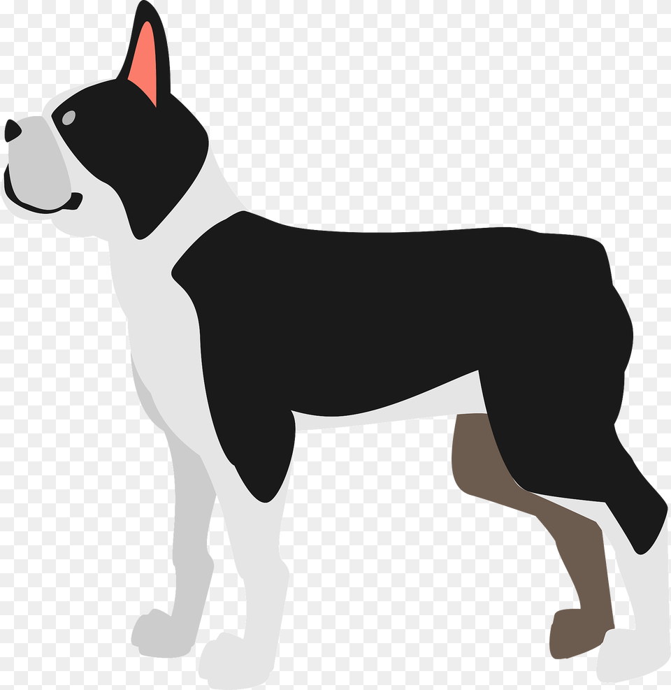 Boston Terrier Dog Clipart, Animal, Pet, Mammal, Canine Png
