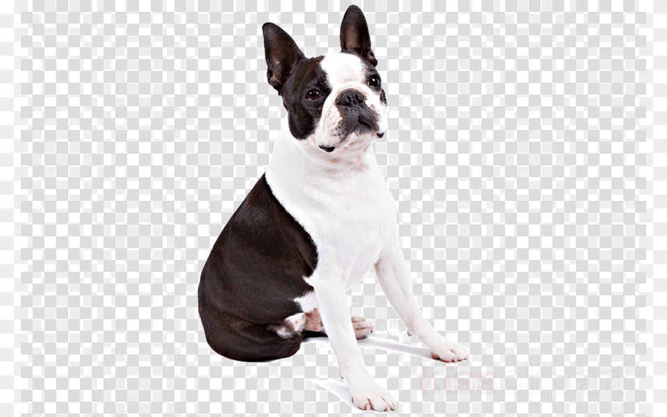 Boston Terrier Dog Clipart Boston Terrier French Boston Terrier Transparent, Animal, Bulldog, Canine, Mammal Png Image