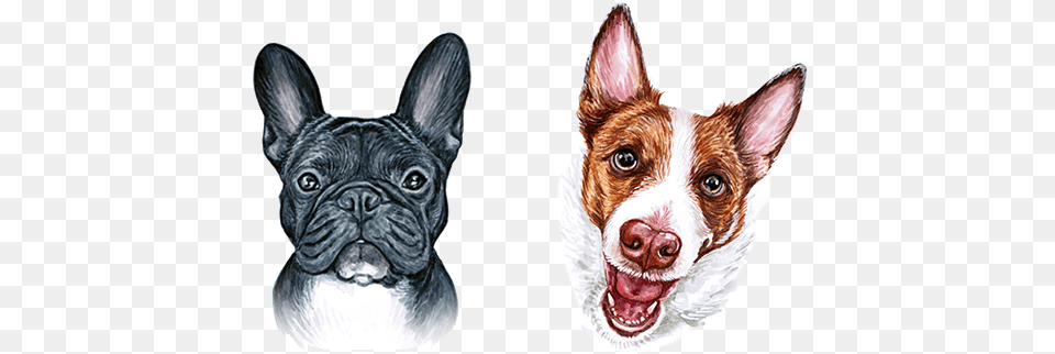 Boston Terrier French Bulldog Dog Breed French Bulldog, Animal, Canine, Mammal, Pet Free Transparent Png