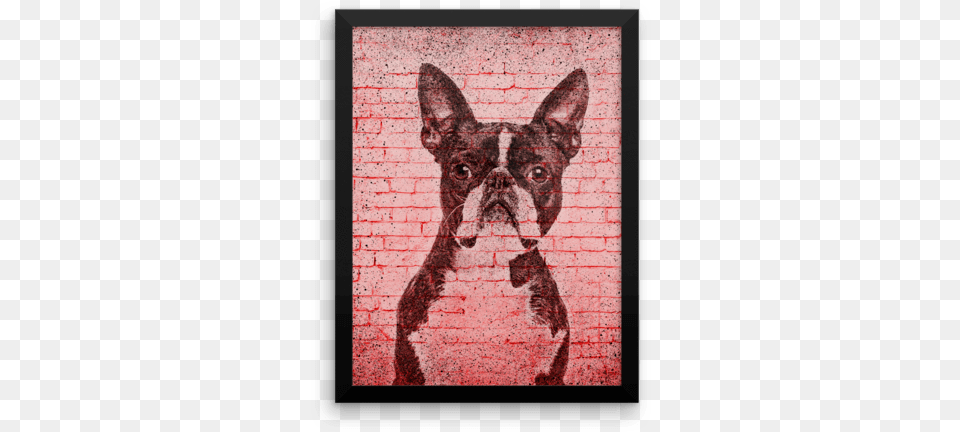 Boston Terrier On Wall Framed Poster Boston Terrier, Brick, Animal, Pet, Mammal Free Transparent Png