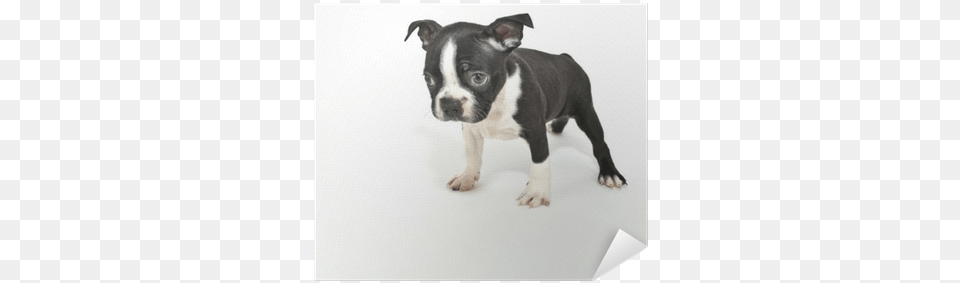 Boston Terrier Puppy Saying Quoti39m Sorryquot Full Grown Boston Terriers, Animal, Boston Bull, Bulldog, Canine Png Image