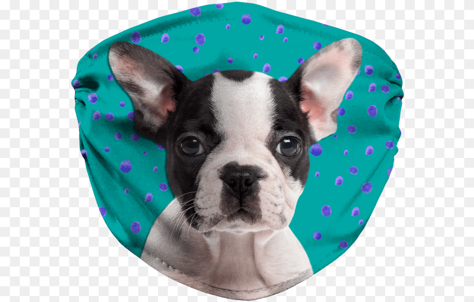 Boston Terrier Puppy Teal Sublimation Face Mask Dog, Animal, Bulldog, Canine, Mammal Free Png Download