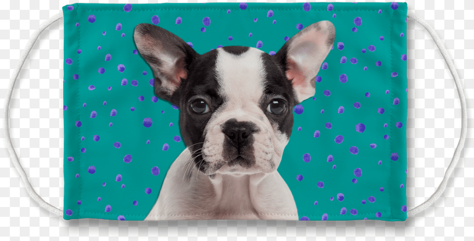 Boston Terrier Puppy Teal Sublimation Face Mask Mat, Animal, Bulldog, Canine, Dog Png