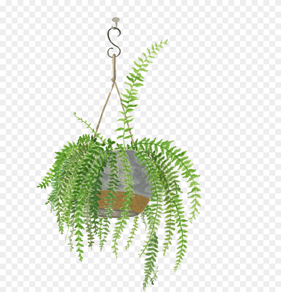 Bostonfern Portable Network Graphics, Fern, Plant, Potted Plant Free Transparent Png