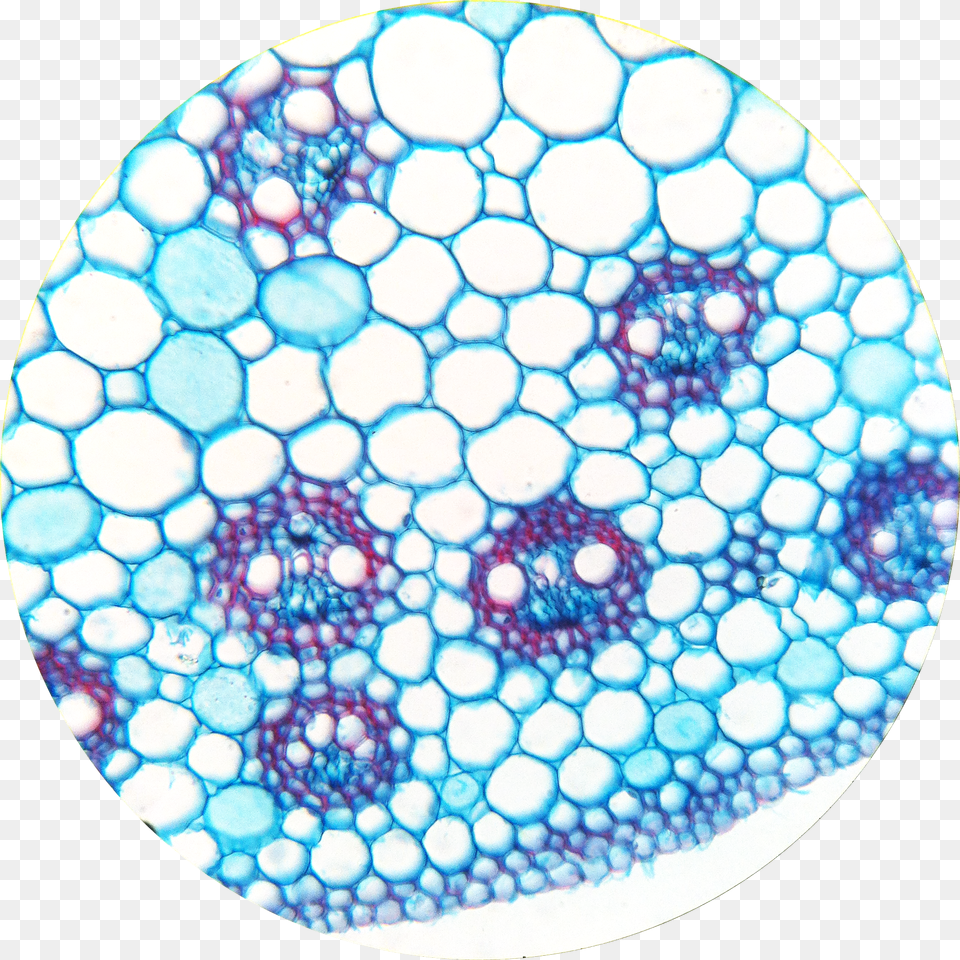 Botana Curus Monocot Stem 400 Plant Vascular Bundle Under Microscope, Sphere, Pattern, Turquoise Png