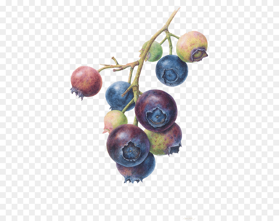 Botanical Art Blueberry Botanical Illustration Blue Berry, Food, Fruit, Plant, Produce Free Png Download