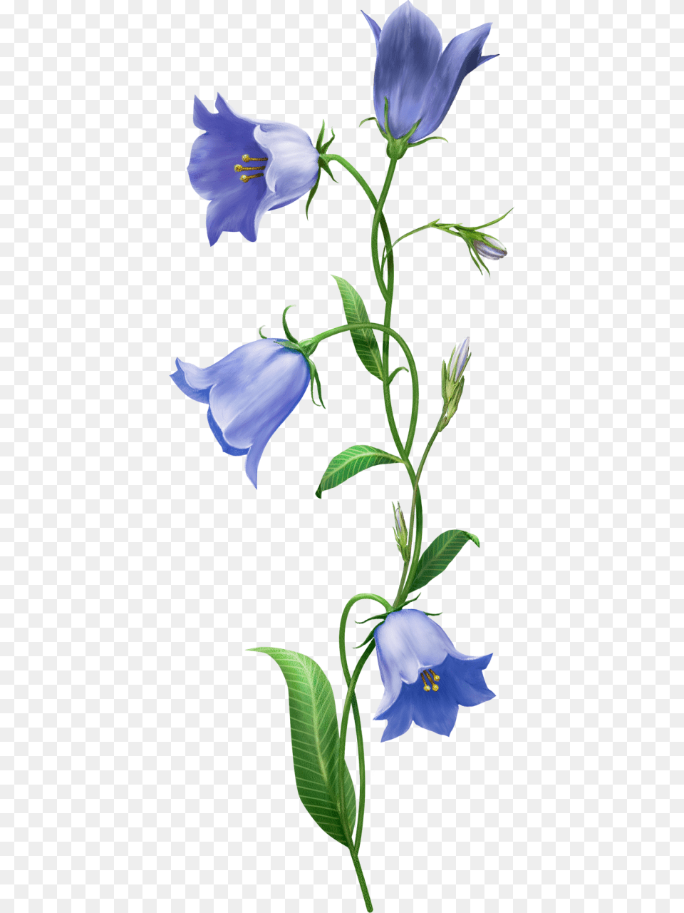 Botanical Bell Flower Drawing Transparent, Acanthaceae, Flax, Plant, Petal Png