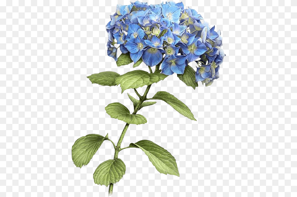 Botanical Blue Flower Illustration, Geranium, Plant, Acanthaceae, Petal Free Png Download