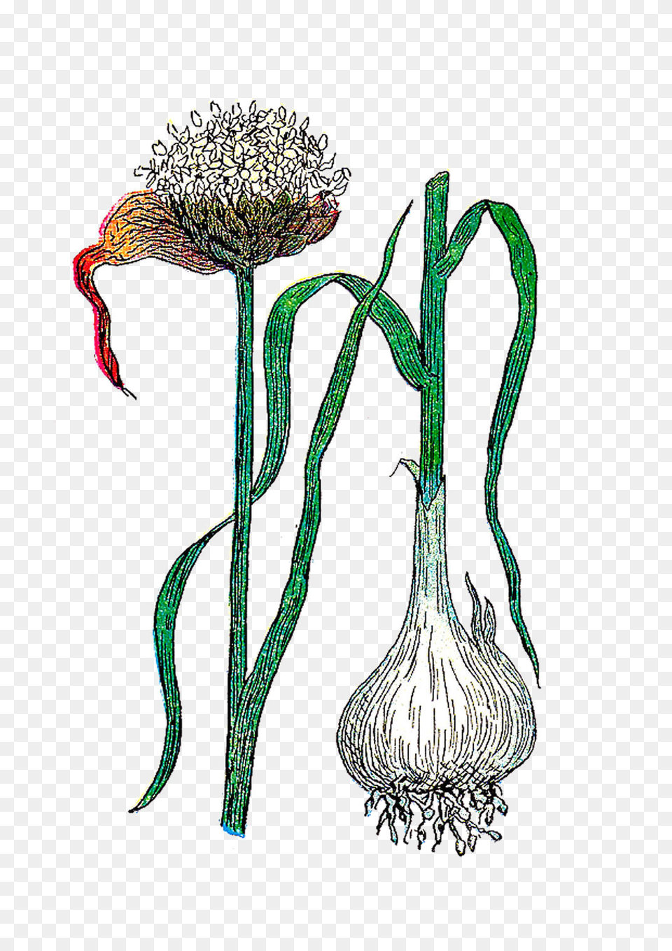 Botanical Clip Art, Plant, Food, Produce, Garlic Png Image
