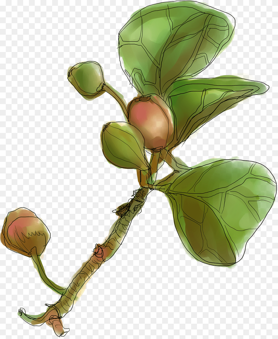 Botanical Drawing Lemon Cascara Sagrada, Bud, Flower, Sprout, Plant Free Png Download