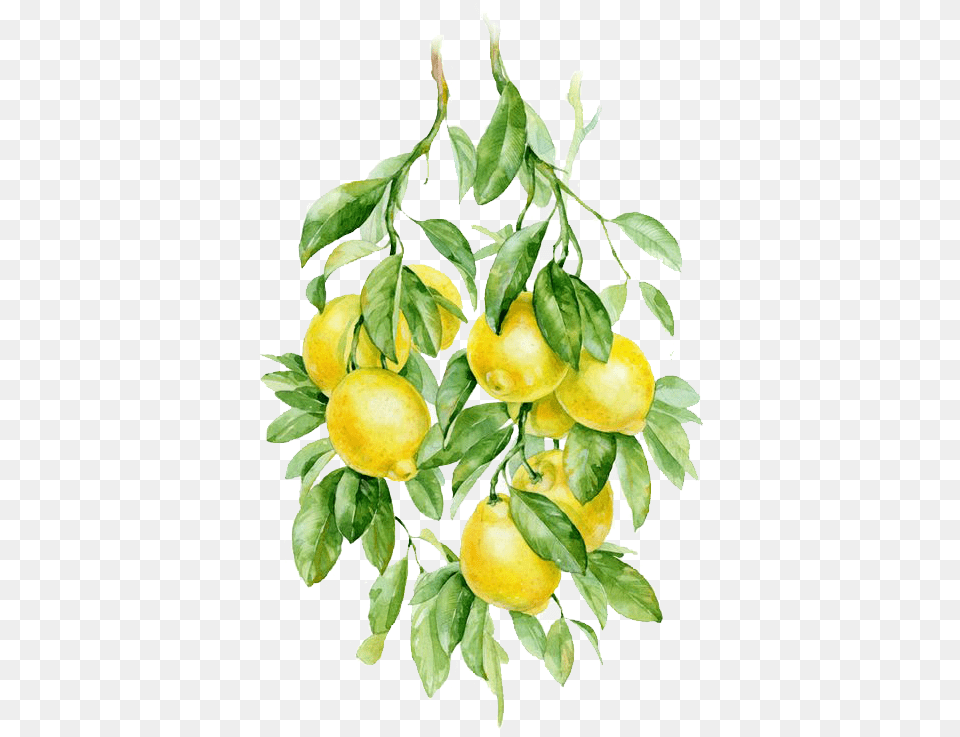 Botanical Drawing Lemon Lemon Watercolor No Background, Citrus Fruit, Food, Fruit, Plant Png Image