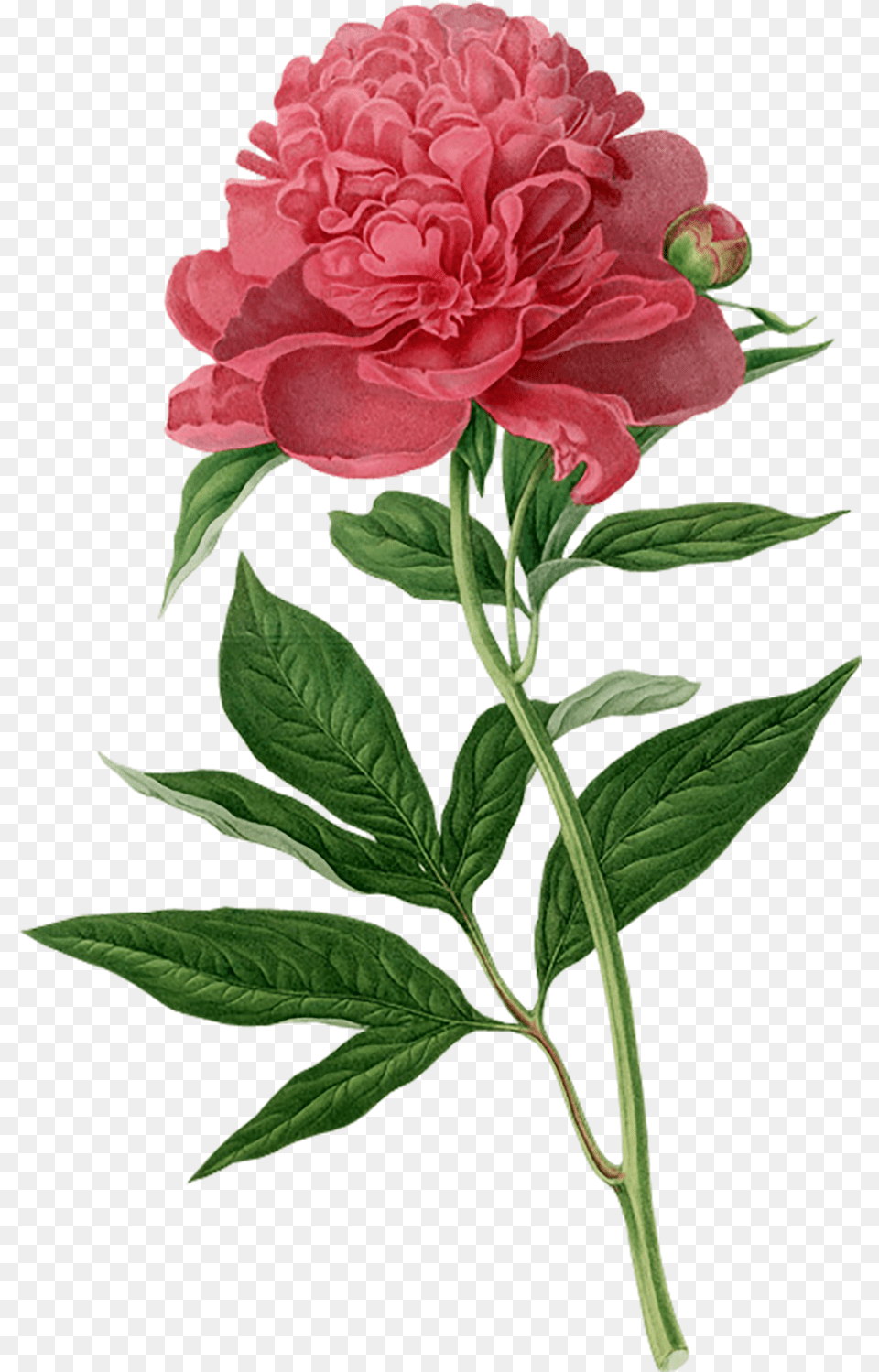 Botanical Drawing Peony Botanical Flower Illustration Peony, Carnation, Plant, Rose, Dahlia Free Png Download