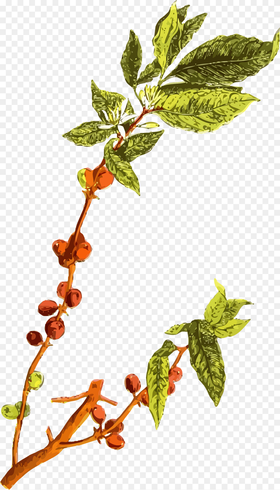 Botanical Drawing Tree Coffee Tree No Background, Sprout, Bud, Flower, Plant Free Png