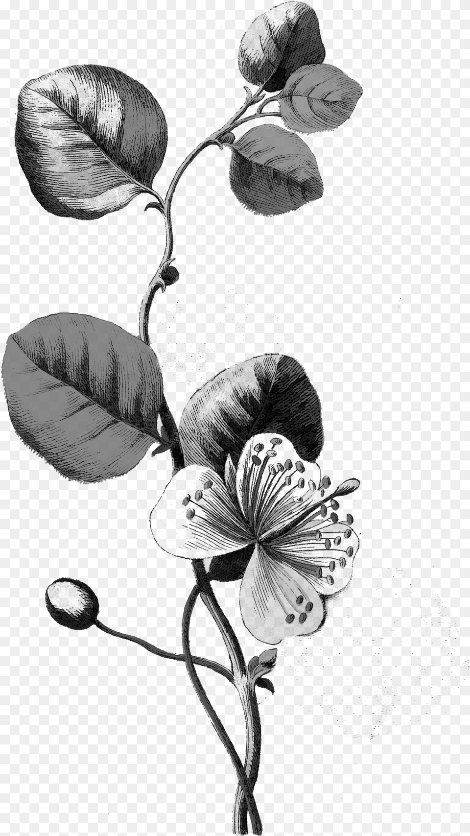 Botanical Flower Illustration, Acanthaceae, Plant, Pollen, Petal Png