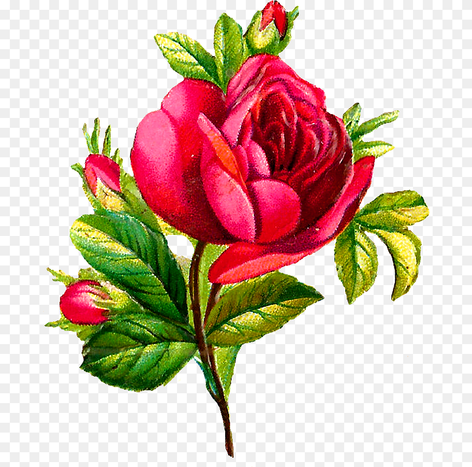 Botanical Flowers Clip Art, Flower, Plant, Rose, Leaf Png
