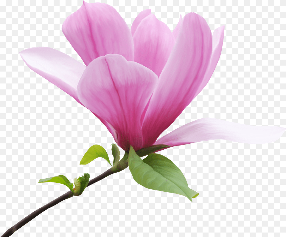 Botanical Flowers Magnolia Flower Magnolia Flower, Geranium, Petal, Plant Png