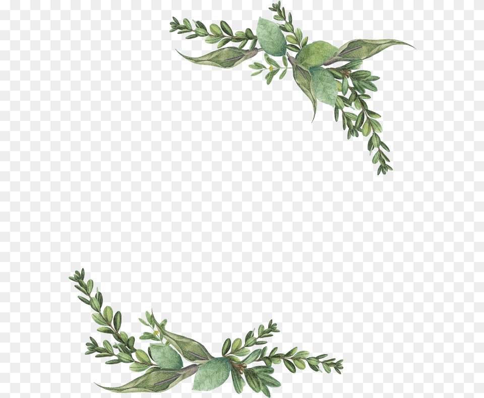 Botanical Frame, Leaf, Plant, Wreath, Green Png