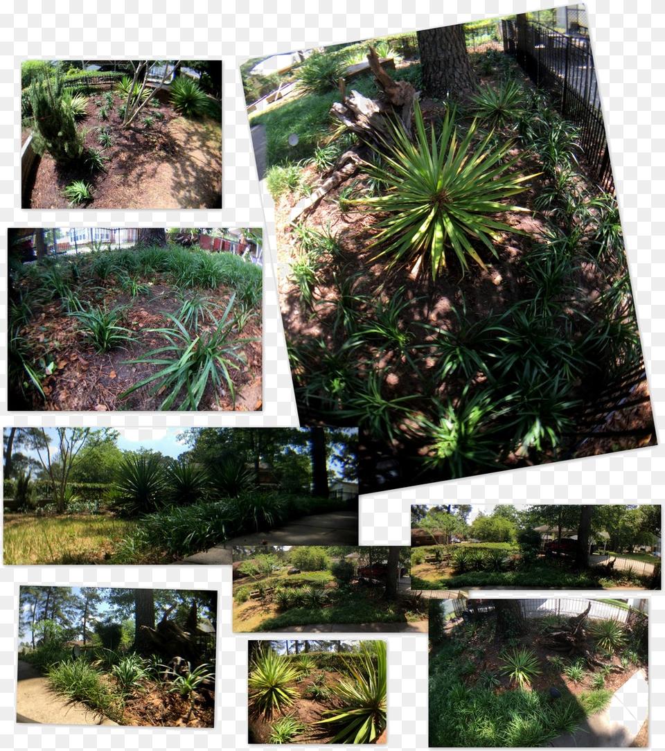 Botanical Garden, Agavaceae, Art, Collage, Plant Free Transparent Png