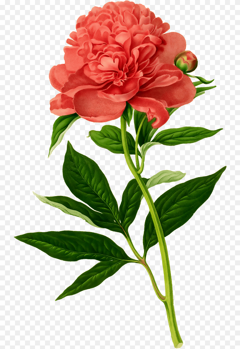 Botanical Illustration, Flower, Plant, Rose, Carnation Png Image