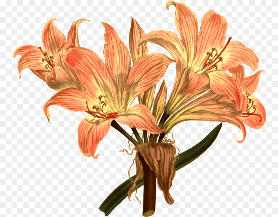Botanical Illustration Botany Amaryllis Belladonna Line Drawing, Anther, Flower, Plant, Lily Free Transparent Png