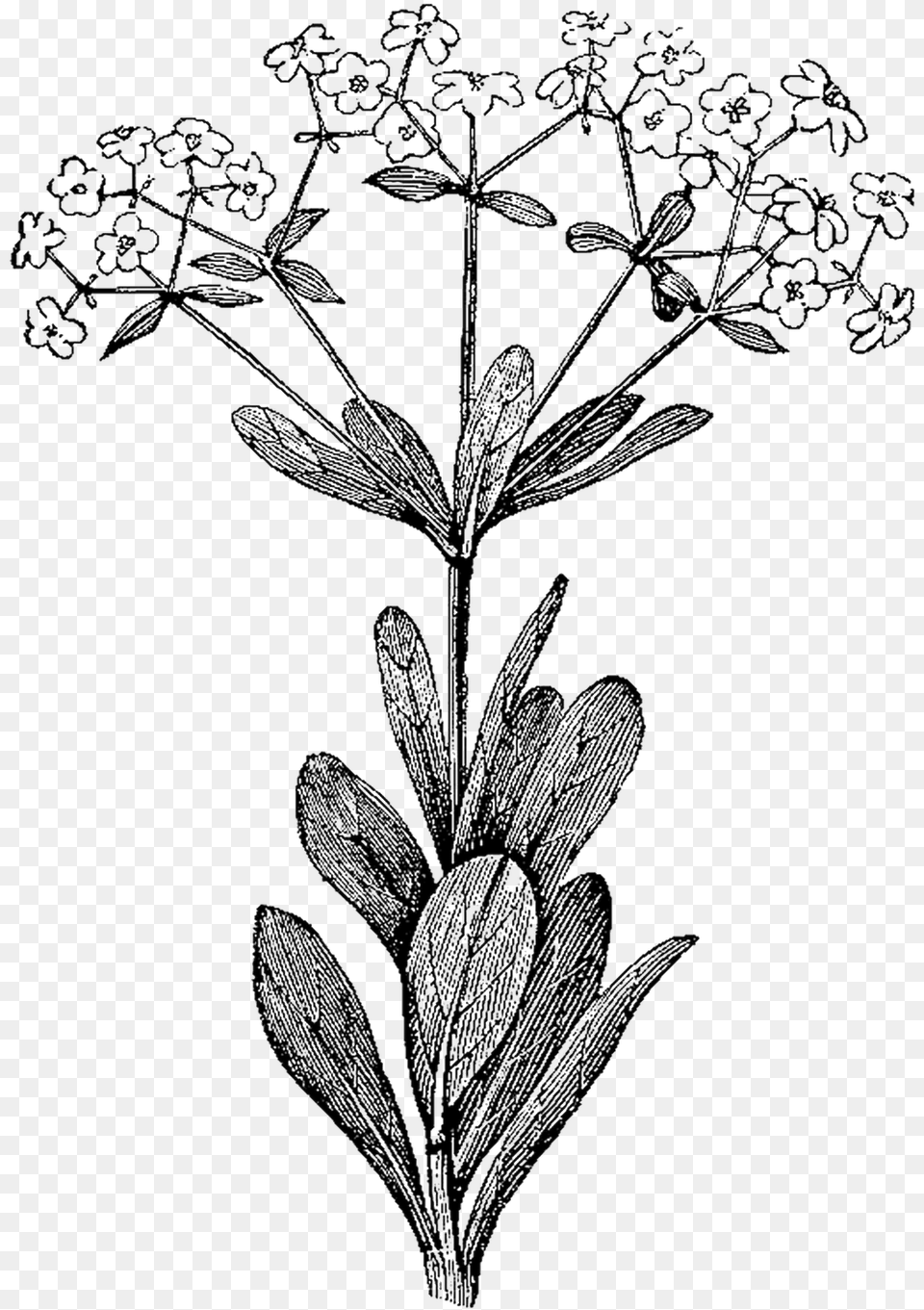 Botanical Illustration Botany Illustration Botanical Illustrations Black And White, Art, Plant, Drawing, Flower Png Image
