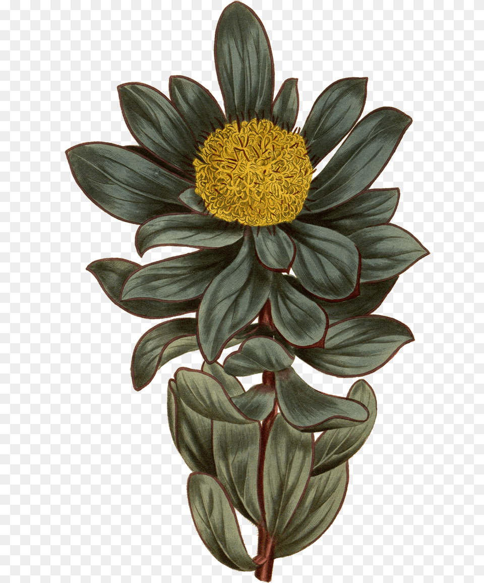 Botanical Illustration Vintage Botanical Flower, Dahlia, Daisy, Plant, Pollen Free Png Download