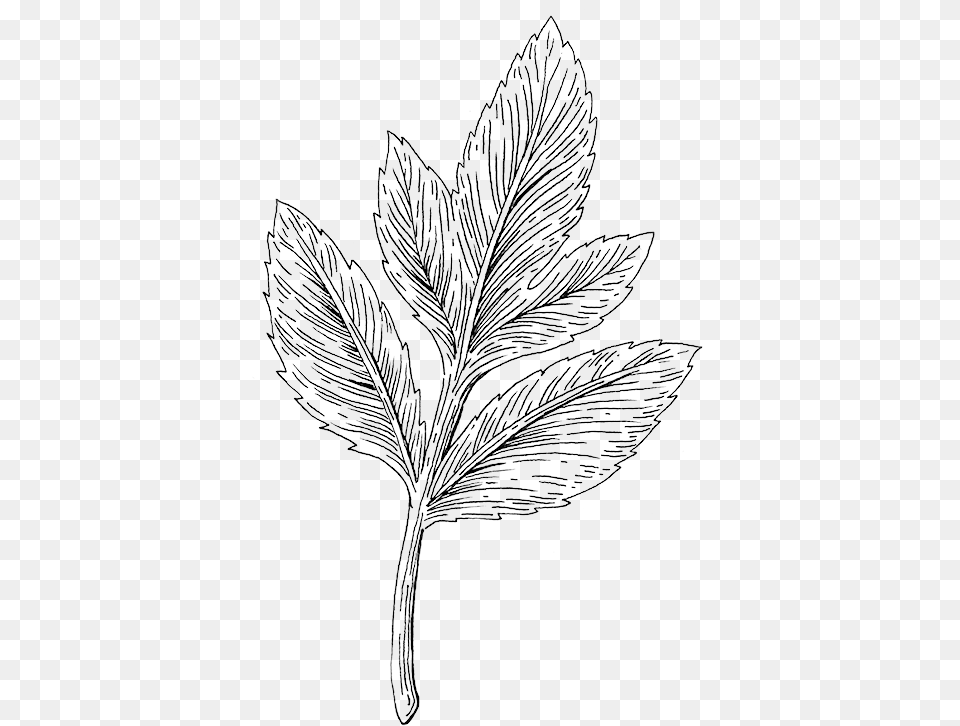 Botanical Illustration Paula Schultz Line Art, Drawing, Leaf, Plant Png