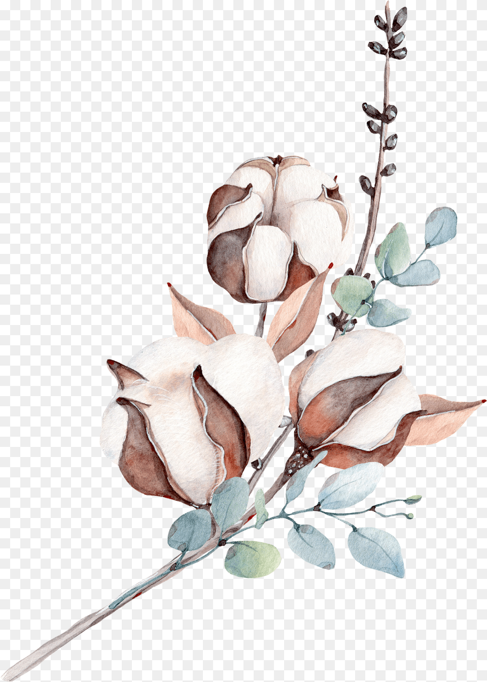 Botanical Illustration Transparent Cotton Flower Cotton Plant Transparent, Art, Leaf, Acanthaceae, Rose Png