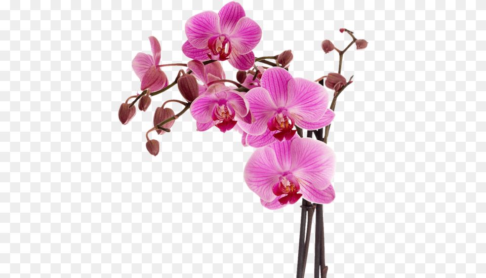 Botanical Images Of Orchids, Flower, Orchid, Plant Free Png
