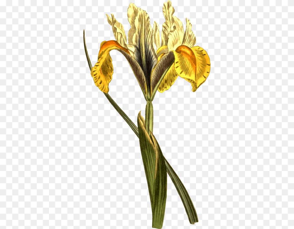 Botanical Magazine Botany Iris Lusitanica Botanical Drawing Of Yellow Iris, Flower, Petal, Plant, Daffodil Png Image