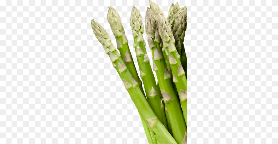 Botanical Name Of Asparagus, Food, Plant, Produce, Vegetable Png Image