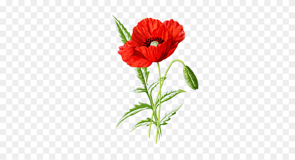 Botanical Poppy Flower Drawing, Plant Free Png Download