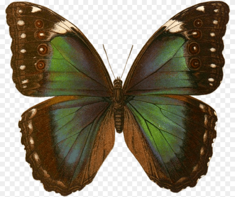 Botanical Prints Green Butterfly Butterfly Clip Art 1 Butterfly, Animal, Insect, Invertebrate, Moth Free Png